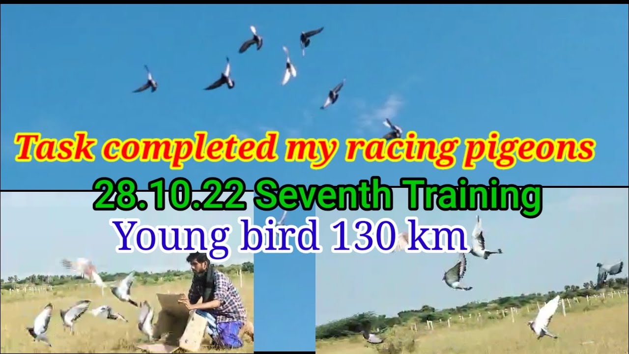 ஹோமர் புறா கடைசி பயிற்சி 130 km ( young bird ) / Racing pigeon last ...