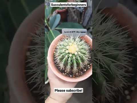 Video: Golden Barrel Cactus Plant: Cum să crești un Golden Barrel Cactus