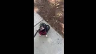 Ruby Walking