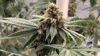 Medical Cannabis Indoor Organic Living Soil Garden Update