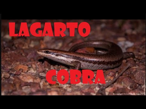 Lagarto-cobra