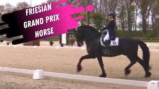 Friesian Grand Prix Dressage Horse!