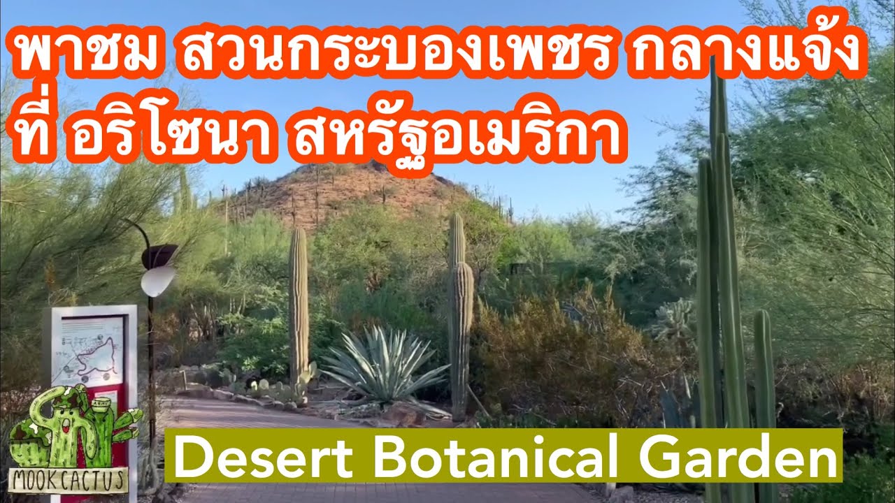 พาชม สวน กระบองเพชร กลางแจ้ง ที่ อริโซนา สหรัฐอเมริกา | Desert Botanical Garden , Arizona USA