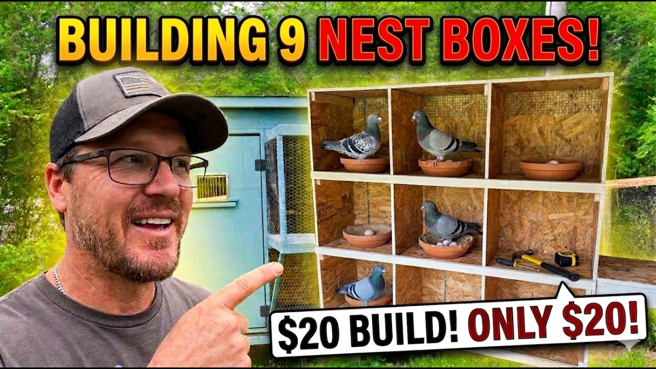I Built 9 Pigeon Nest Boxes for ONLY $20! - YouTube