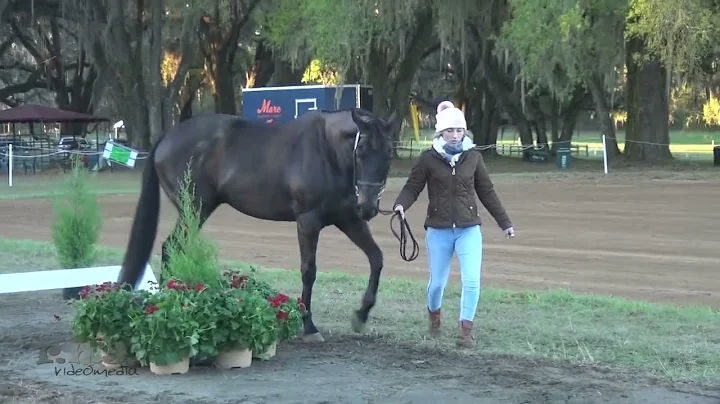 Stephanie Cordell & Codename Toby at Red Hills 2022
