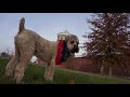 Liberty Dog runs to find Liberty Liberty Dog runs to find Liberty