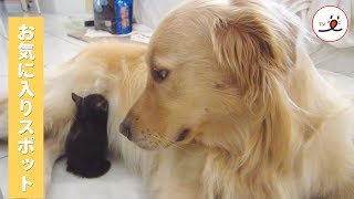 モフモフだにゃ♡ レトリバーのお腹が大好きな子猫ちゃんがかわいすぎる😻【PECO TV】