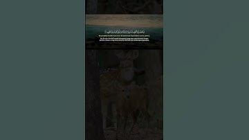 Heavenly Voice 🌙 Surah Al-Inshiqaq | سورة الانشقاق بصوت مؤثر #SoothingQuran