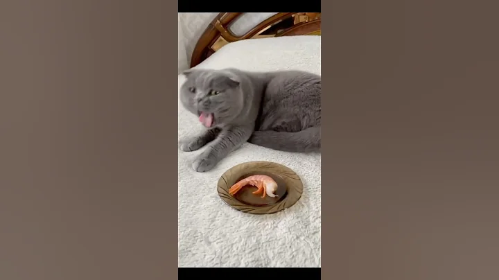 Video 11191121: cats compilation, funny cat meets, cat first meeting, cute cat