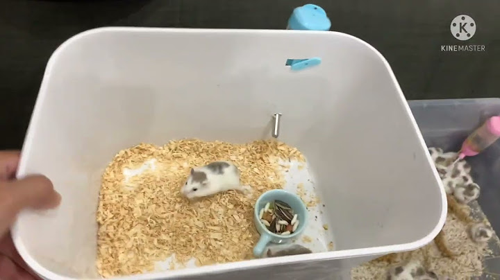 Cách nuôi hamster tô n bao nhiêu tiê n năm 2024