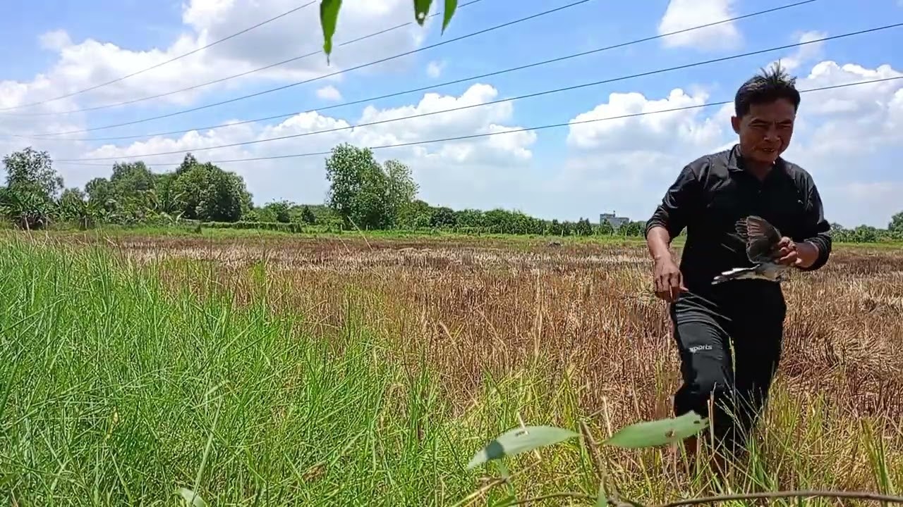 Tập 92 bẩy cu đất bằng lưới úp và cái kết 