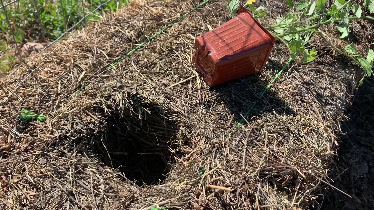 Hay Bale vs. Straw Bale Gardening + Mushrooms Alfalfa Bale Provides Tomato Plants The
