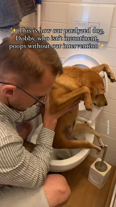 How we assist our paralyzed dog, who  poops in the bathroom without our help