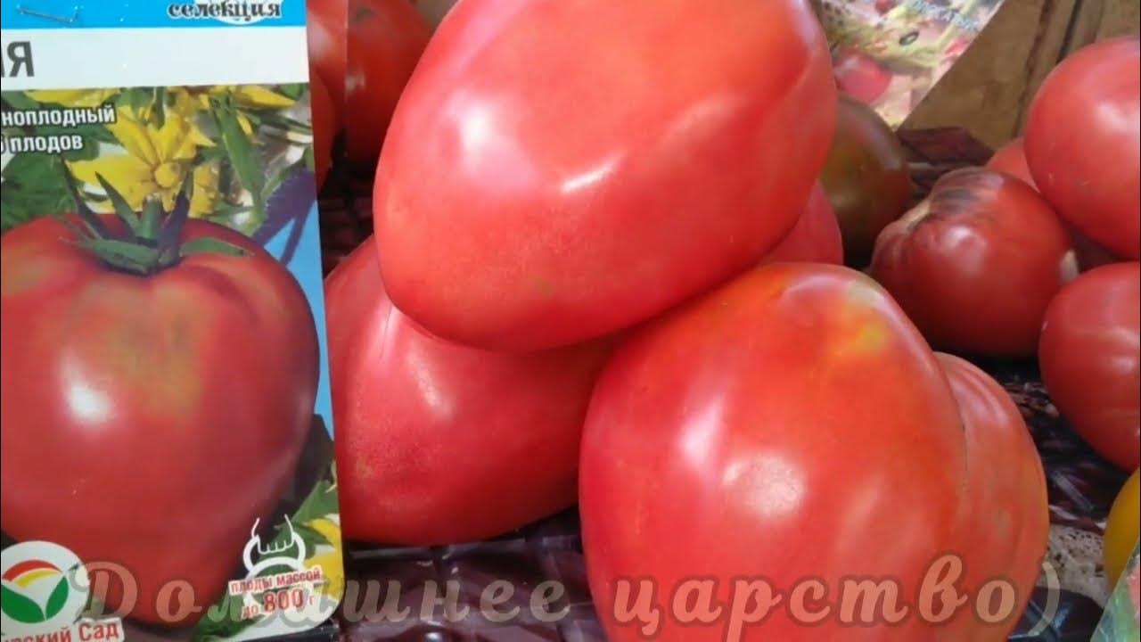 Обзор ТОМАТОВ по сортам!!!👍 - YouTube