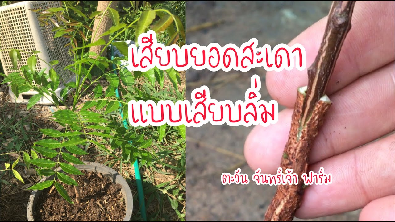 เสียบยอดสะเดาแบบเสียบลิ่ม