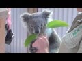 Koala & ranger, Symbio Wildlife Park, Helensburgh, Australia