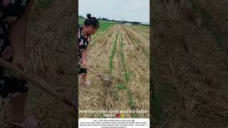 Weeding a Cornfield with a Spade – Strong Arms, Steady Purpose 🌽👩🌾