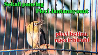 Pleci betina ngecir, terapi pleci macet bunyi !! Pleci pendiam langsung nyaut