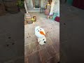 Olaf 😱