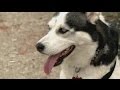 Dünyanın En Güçlü 10 Köpek Cinsi