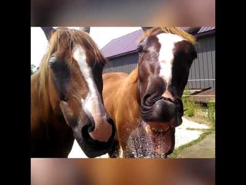 funny-horses,-ahahaha---super-funny-videos-compilation