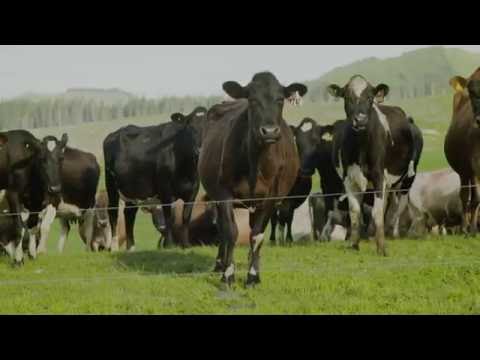 Pāmu Dairy - video from Pāmu Farms of New Zealand