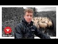 SHEEP FARMER   v   LIVER FLUKE