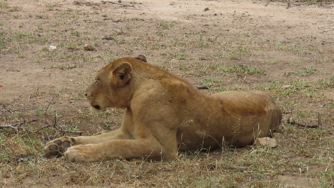 Lioness having hiccup