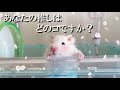 あなたの推しはどのコですか？ハムスターこなつファミリー hamster #Shorts