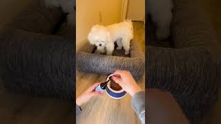 Natural Solutions for a Stress-Free, Happy Furry Friend!