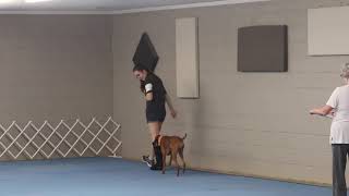 AKC Novice A Obedience 180, 1st Place 9/12/21 Trial 2 - Jersey the Vizsla