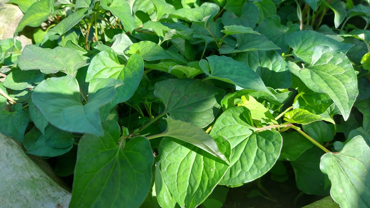 Trồng rau diếp cá theo cách này tỷ lệ sống 100%,rau phát triển nhanh,xanh mượt