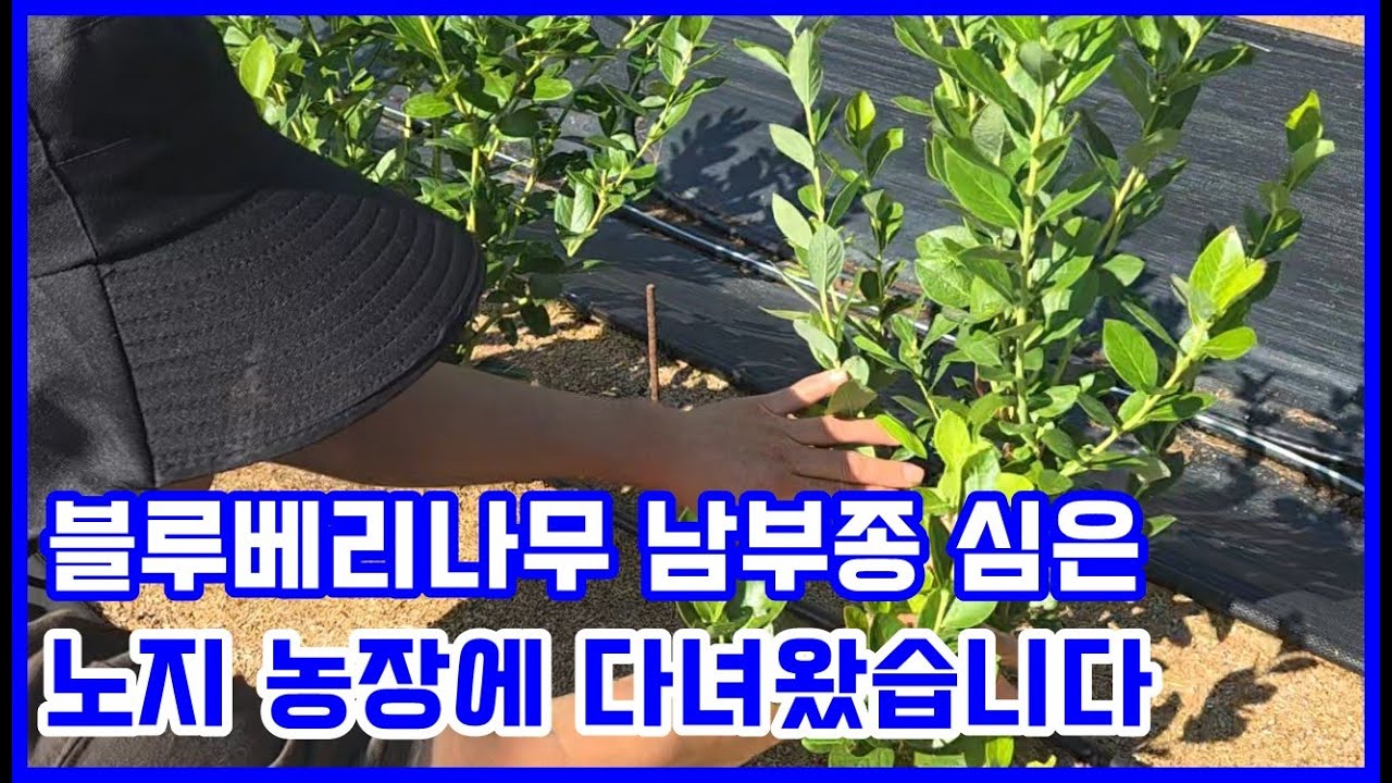 블루베리나무 남부종 심은 노지 농장 다녀왔습니다
