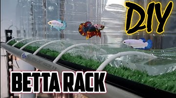 DIY Betta Rack Totally Save Your Time for Waterchange [ MA#44 ]