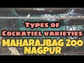 Nagpur Zoo || Maharajbag Zoo || Different types of Cockatiel varieties