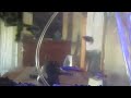 white cloud mountain minnow breeding tank