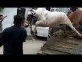 HEAVY Bulls & Cows UNLOADING Compilation | Bakra Eid 2020 Qurbani Cows 2020