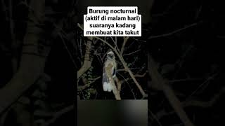 Suara burung ini membuat malam terasa agak horor | burung cabak maling