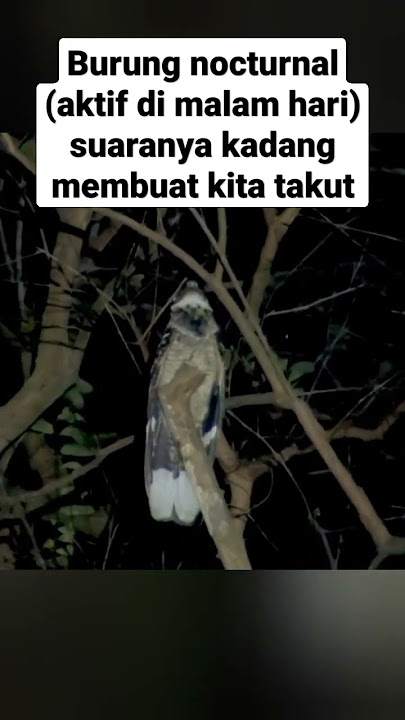 Suara burung ini membuat malam terasa agak horor | burung cabak maling