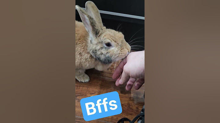 Best Friends Forever #bunny #pet #mybunny #petrabbit #mycuterabbit #rabbit #petbunny #cuteanimals