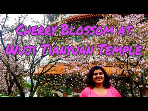 Cherry Blossom at Wuji Tianyuan Temple 2020 淡水天元宮後山櫻花 with English subtitles