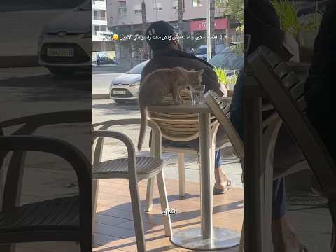 هاذ القط مسكين جاه لعطش ولكن سلك راسو في الأخير قطط اكسبلور