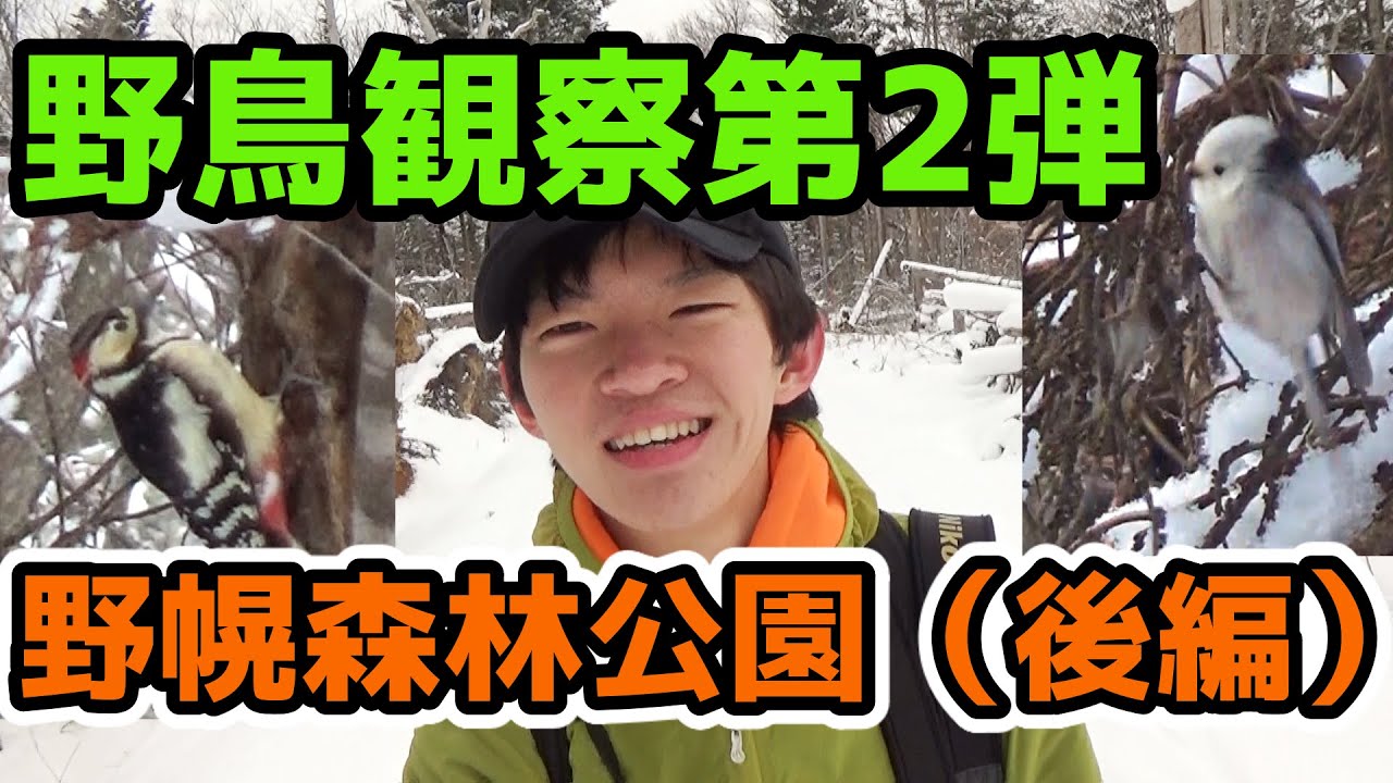 野鳥観察 冬の野幌森林公園でバードウォッチング 後編 なんか色々出てきてパニック Youtube