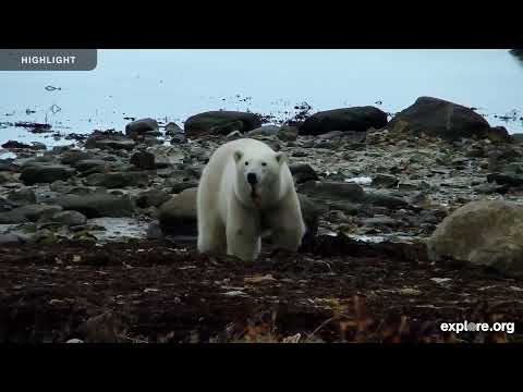 Tundra Buggy Lodge North - Polar Bears International | 2025 Highlights