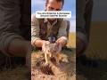 You Are Entering a Squirrel Burrow (Hidden Camera Footage)