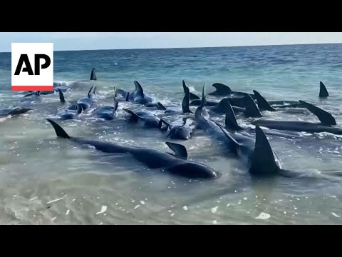 Dozens of whales stranded on beach in Western Australia