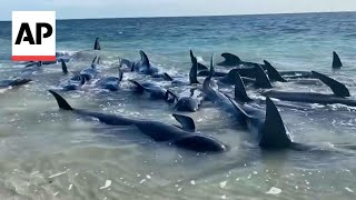 Dozens of whales stranded on beach in Western Australia
