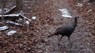 Turkeys at the Arboretum