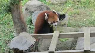 20151023_とくしま動物園・レッサーパンダ（４／４）