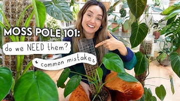 Are Moss Poles REALLY Necessary? 🌿 Moss Pole 101
